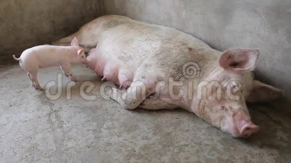 陕西西安粉仔猪及其母猪场视频的预览图