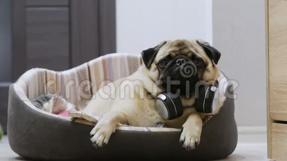 有趣可爱的小狗听音乐在无线耳机休息在狗床视频的预览图