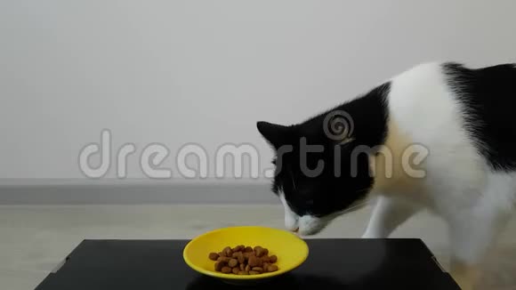黑白猫在明亮的房间里从黄色的碗里吃干粮视频的预览图
