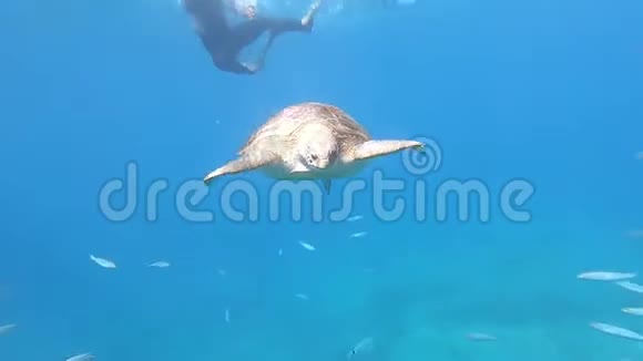 游泳海龟海龟在深蓝色的大海中在水下游泳视频的预览图