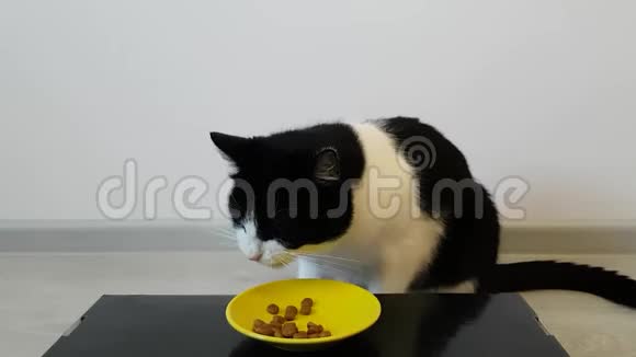 黑白猫几乎不吃干粮吃过的视频的预览图