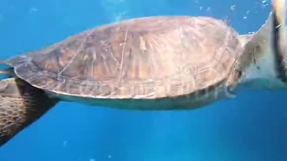 游泳海龟海龟在深蓝色的大海中在水下游泳视频的预览图