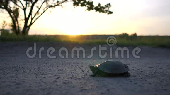 太阳落山时一只小乌龟在乡间小路上慢悠悠地躺着视频的预览图