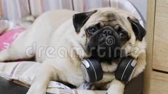 有趣可爱的小狗听音乐在无线耳机休息在狗床视频的预览图