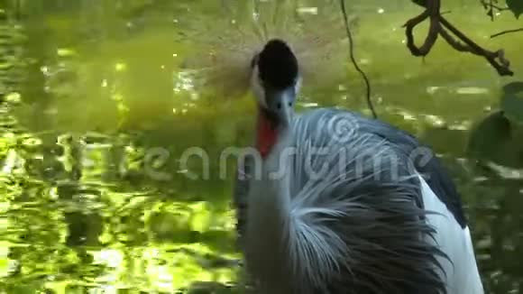 黑冠鹤低头看水视频的预览图