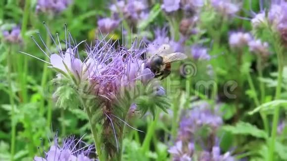 全蝎草法西莉亚田蜜蜂和其他昆虫专用花视频的预览图