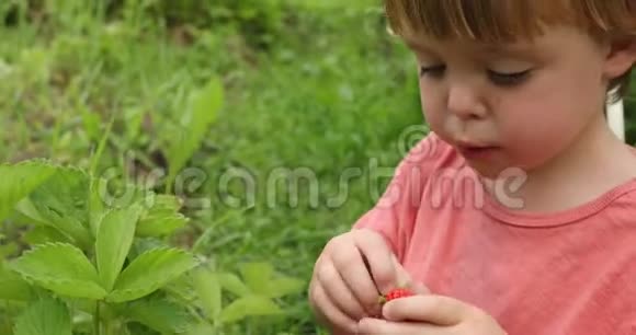 可爱的小男孩吃草莓视频的预览图