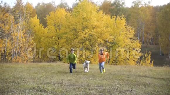 两个带着金毛猎犬跑在田里视频的预览图