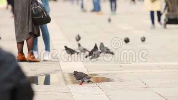 威尼斯的街道上一群人在广场上散步猪圈喝水视频的预览图