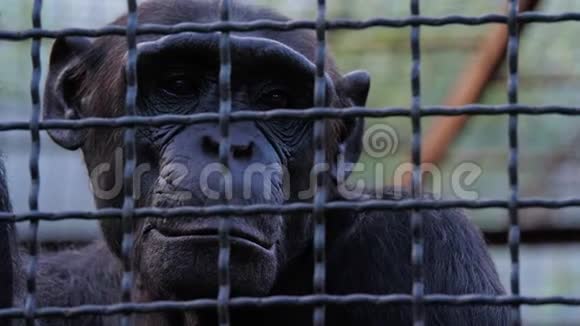动物园笼子里一只可怜的黑猩猩的画像视频的预览图