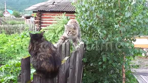 猫在花园里用栅栏与大自然交流视频的预览图