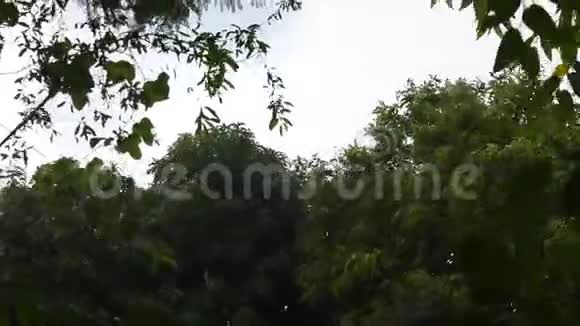 大雨落在树上树叶从花园里刮来视频的预览图