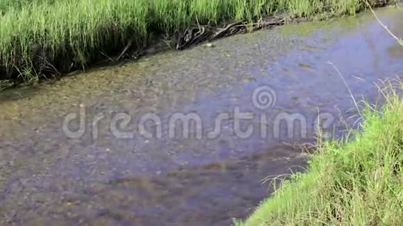 河流穿过长满青草的空地视频的预览图