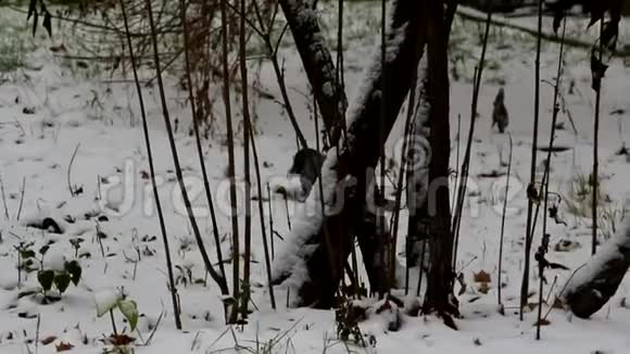 灰色乌鸦在雪地上跳跃视频的预览图