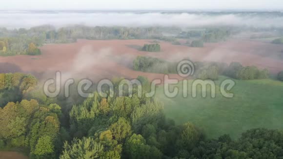 美丽的雾蒙蒙的清晨景观森林和犁地空中视频的预览图