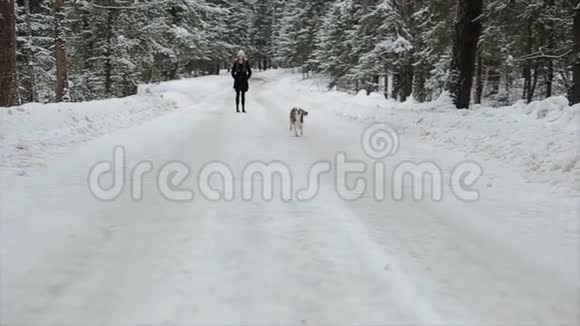 小猎犬在雪地里奔跑小猎犬在下雪的冬天行走女孩和她的狗玩得很开心慢动作视频的预览图