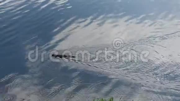 夏天小海狸在湖上游泳视频的预览图