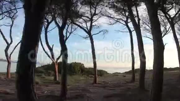 黎明时分在布多尼海旁的松林中散步的过度视频的预览图