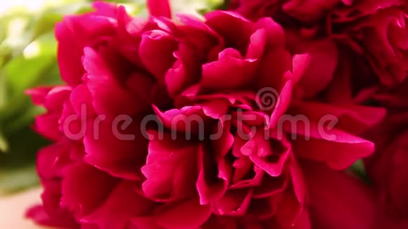鲜红色牡丹背景盛开的牡丹花盛开特写春季概念视频的预览图