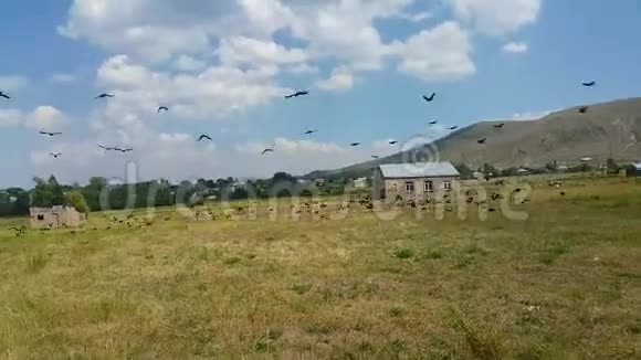一群乌鸦在天空中盘旋飞翔坐在电力电缆上视频的预览图