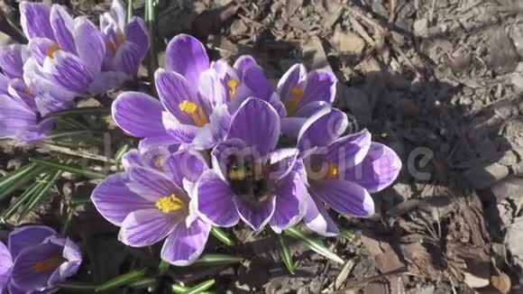 初春一朵藏红花的蓝色花朵上的大黄蜂一个特写镜头视频的预览图