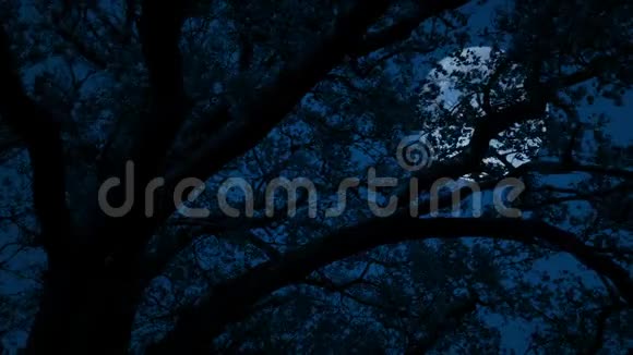 树后大月亮树叶随风飘动视频的预览图