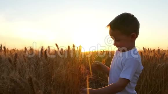 日落时一个小可爱的男孩在田野里摸着一个成熟的小麦穗孩子展示了小麦的收获视频的预览图