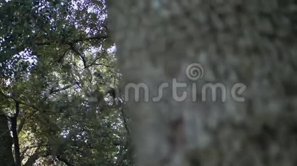 相机留下一棵树我们看到美丽的森林视频的预览图