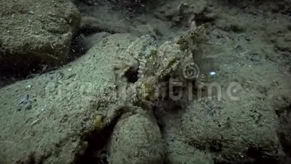 黑海中的欧洲黑蝎子鱼视频的预览图