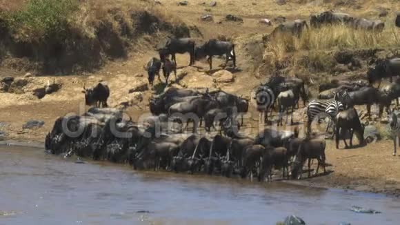 马塞马拉马拉河上一群野牛饮酒的广角景观视频的预览图