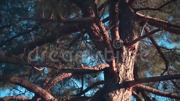 一种古老松树的树干和大树枝的特写镜头在晴朗的蓝天下有球果老松树视频的预览图