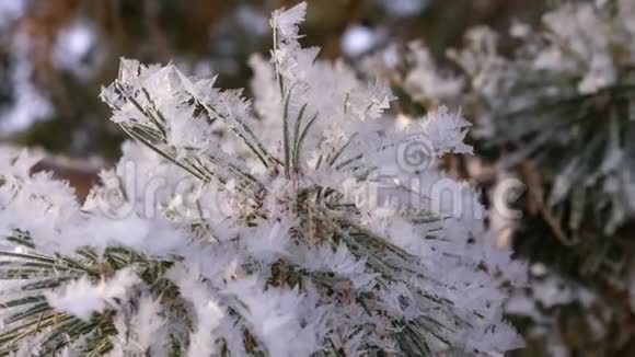 冬林覆盖霜冻的云杉枝特写镜头松树覆盖着霜冻严重的霜冻圣诞公园视频的预览图