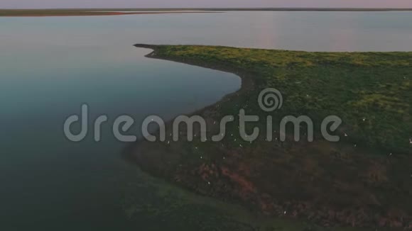 野生动物俄罗斯自然保护区河上的鸟岛视频的预览图
