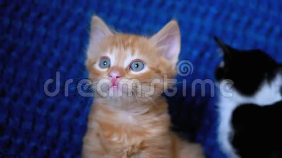 毛茸茸的可爱的红色小猫在沙发上看起来很可爱视频的预览图