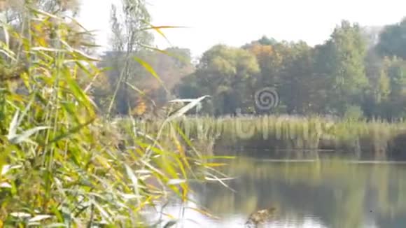 秋天的雾湖视频的预览图