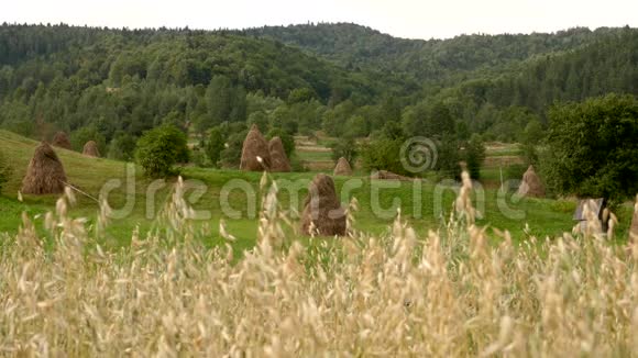 有海菲尔德背景的燕麦场农业背景山上的田野和草地乌克兰村视频的预览图