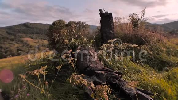 古老的树桩山景观与干草堆夏季乡村场景镜头反射视频的预览图