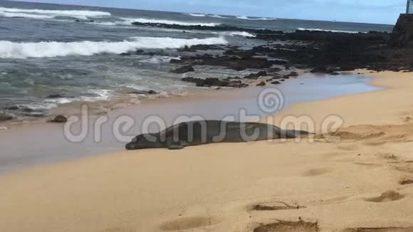 夏威夷僧侣海豹在考艾海滩上休息的录像视频的预览图