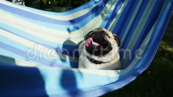 有趣的小狗在吊床上休息和摆动躺着晒太阳视频的预览图