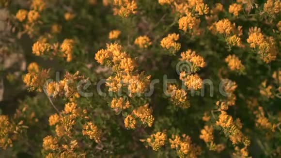 绿灌木在夕阳下开着黄花装饰花在阳光下黄色视频的预览图