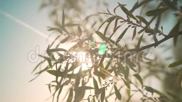 新鲜的绿色叶子在缓慢的运动在夕阳的光线下明亮的灌木丛视频的预览图