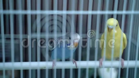 黄色的金丝雀和布吉坐在笼子里视频的预览图