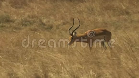 追踪一只黑斑羚在马赛马拉游戏保护区行走的镜头视频的预览图