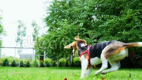 快乐小猎犬玩木棍带一根棍子训练视频的预览图