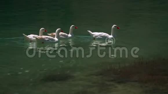 鸭子在散步游泳视频的预览图