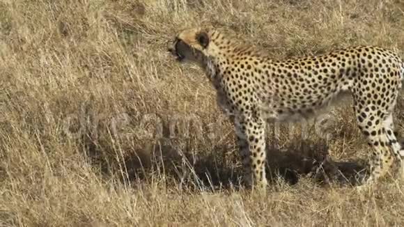 一只雌性猎豹在马赛马拉游戏保护区向左行走视频的预览图