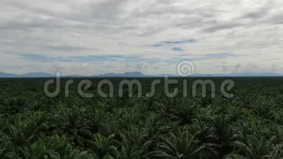 马来西亚婆罗洲沙捞越的棕榈油庄园视频的预览图