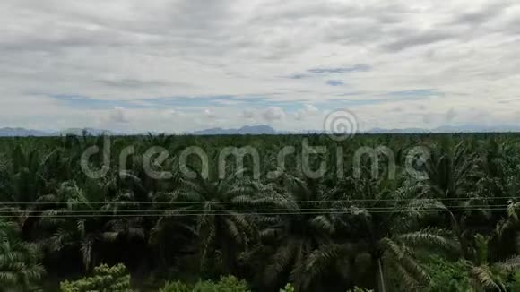 马来西亚婆罗洲沙捞越的棕榈油庄园视频的预览图