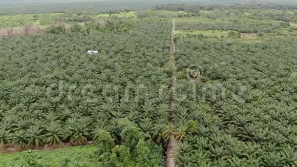 马来西亚婆罗洲沙捞越的棕榈油庄园视频的预览图