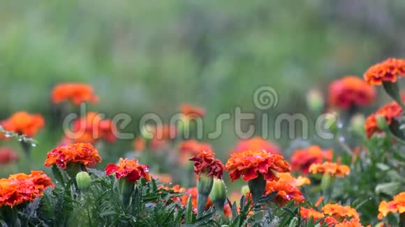 美丽的橙红色万寿菊花朵和叶子在浇水泰格视频的预览图
